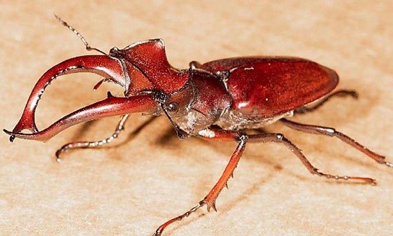 A 'big' surprise for Christmas | The Courier Stag beetles range