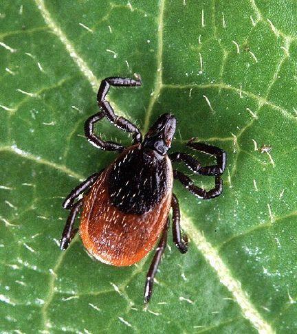 Lyme Disease on the Rise: Ticks and Prevention in Ohio