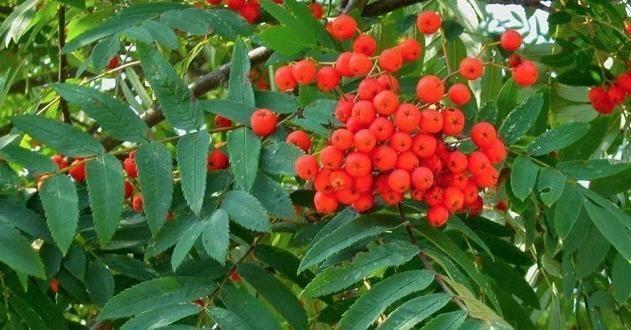 Mountain Ash | Sandusky Register Barbara Wagner, Erie County