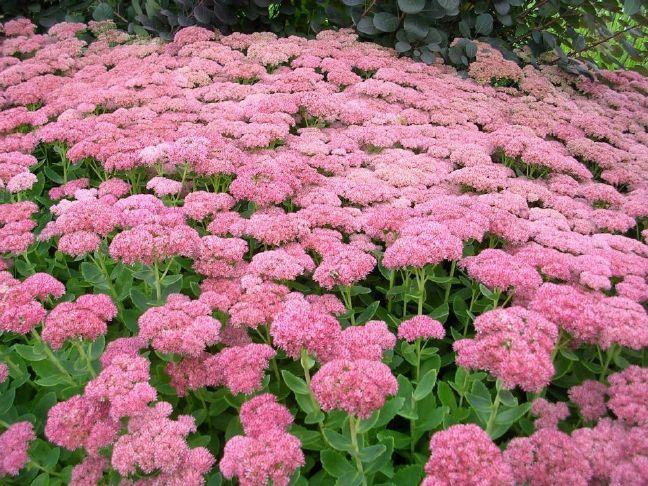 Becoming Sedum Savvy | Sandusky Register Donna Green