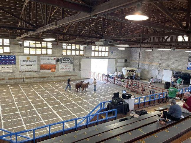 Cow pies for CASA Sandusky Register Fundraiser brings in thousands