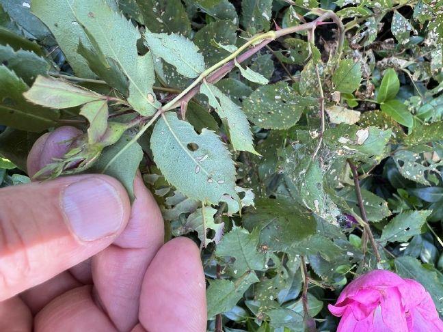 What's eating my roses? Rose slugs | Sandusky Register Let's Get Growing  column