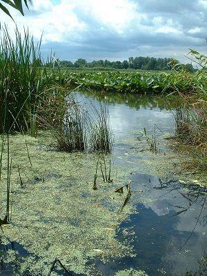 Nature events planned at Sheldon Marsh, Lakeside