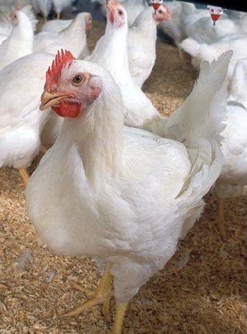Gallus gallus domesticus | Advertiser-Tribune Essays on Non