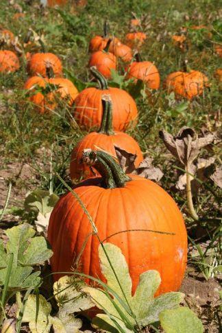 2024 Fall Events Advertiser Tribune Happy fall