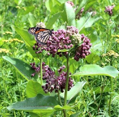 GREAT OUTDOORS: Monarch butterflies need our help | Sandusky Register ...