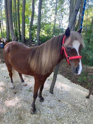 Brush, pet mini horses at Spiegel Grove Stroll