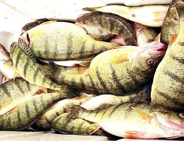 GREAT OUTDOORS: Spawning perch need extra coaxing to bite | Sandusky ...