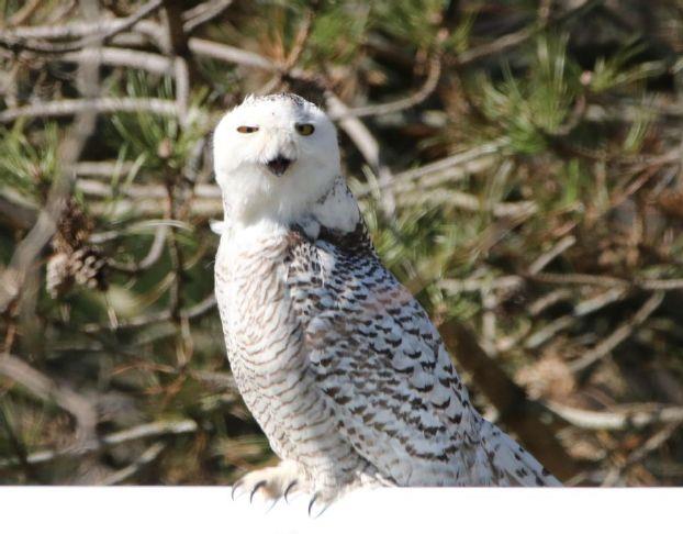 Snowy owls are back | Advertiser-Tribune One was spotted near